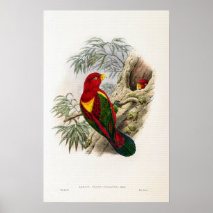 Vintag Gelbe Lory von John Gould Poster