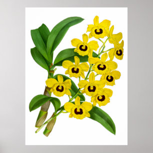 Vintag Gelbe Orchidee Blume - Poster
