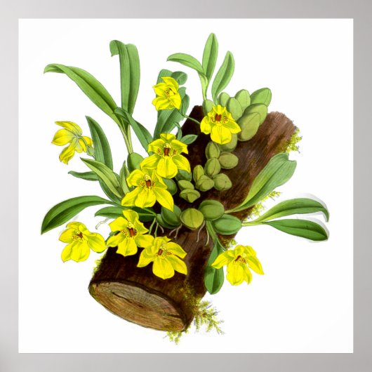 Vintag-Gelbe Orchideen-Blume Poster (Vorne)