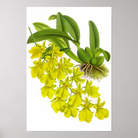 Vintag-Gelbe Orchideen-Blume Poster (Vorne)