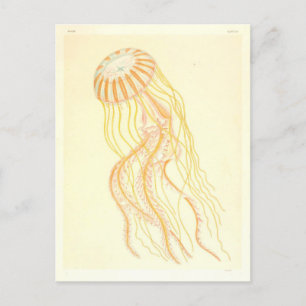 Vintag Gelbe und orangefarbene Quallen Postkarte