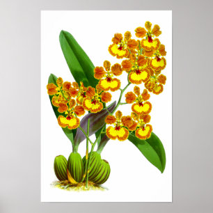 Vintag Gelborange Orchid Blume - Poster