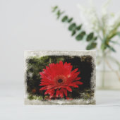 Vintag Gerber Daisy Postkarte (Stehend Vorderseite)