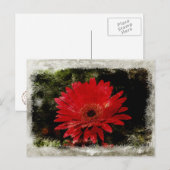 Vintag Gerber Daisy Postkarte (Vorne/Hinten)