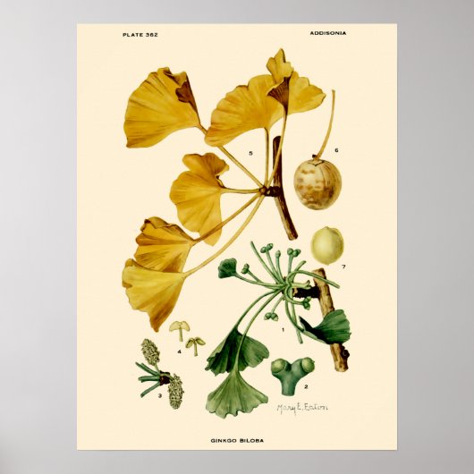 Vintag Ginkgo Biloba Botanische Illustration Poster (Vorne)
