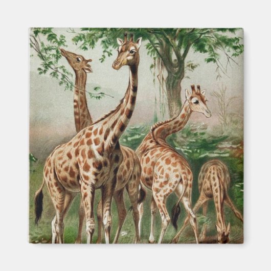 Vintag Giraffe Magnet (Vorne)