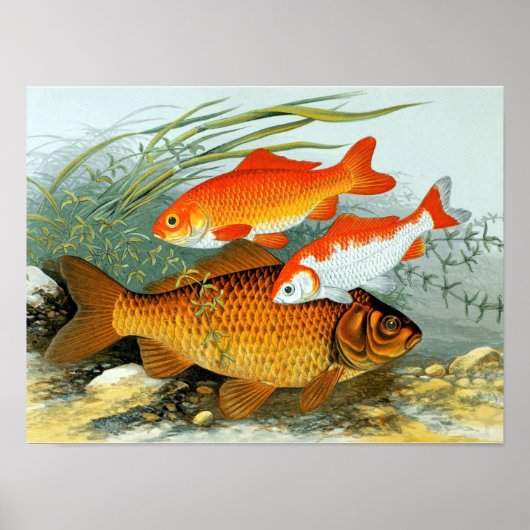 Vintag Golden Carp Koi Goldfish Poster (Vorne)