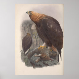 Vintag Golden Eagle Bird Poster