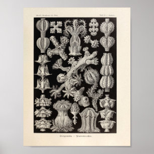 Vintag Gorgonida Color Ernst Haeckel Art Print Poster