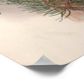 Vintag Goshawk Bird Poster (Ecke)