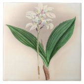 Vintag Govenia Deliciosa Orchid Blume Fliese (Vorderseite)