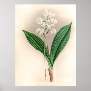 Vintag Govenia Deliciosa Orchid Blume Poster