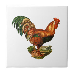 Vintag Green Schwanz Feathers Rooster Cockerel Fliese