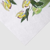 Vintag Green Sickle Bill Hummingbird Decoupage Seidenpapier (Detail)