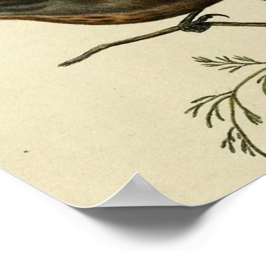 Vintag Ground Wren Poster (Ecke)
