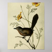 Vintag Ground Wren Poster (Vorne)