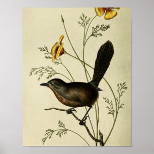 Vintag Ground Wren Poster
