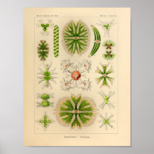 Vintag grüne Farbe Ernst Haeckel Print Sea Life Poster