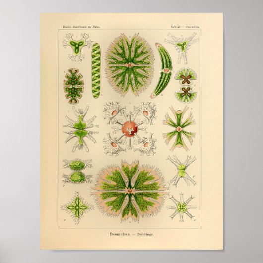 Vintag grüne Farbe Ernst Haeckel Print Sea Life Poster (Vorne)