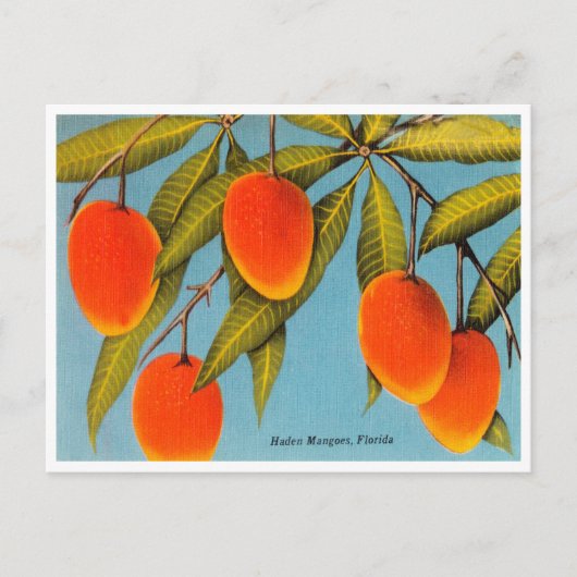 Vintag Haden Mangos, Florida Travel Postcard Postkarte (Vorderseite)