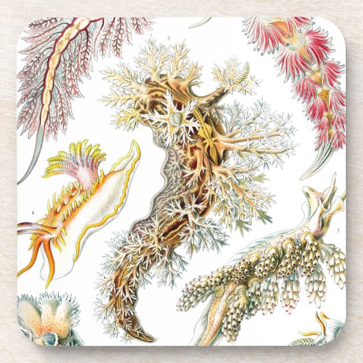 Vintag Haeckel Getränkeuntersetzer (Vorderseite)