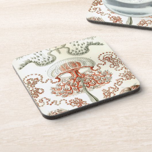 Vintag Haeckel Getränkeuntersetzer (Linke Seite)