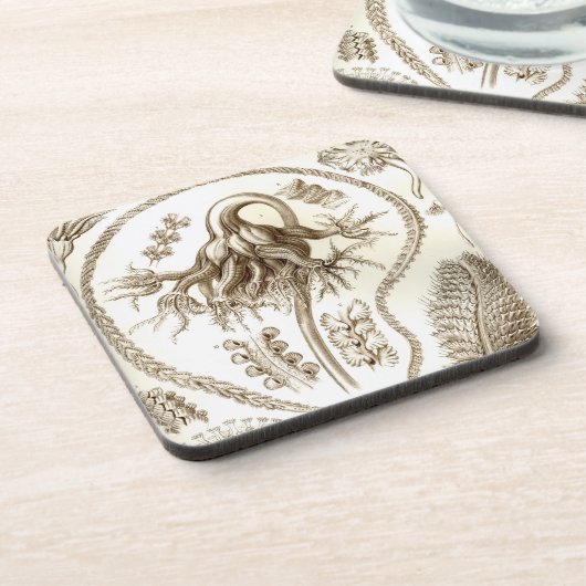 Vintag Haeckel Getränkeuntersetzer (Linke Seite)