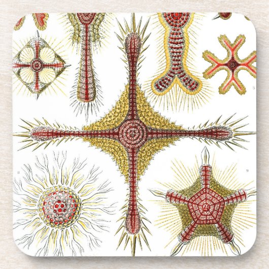 Vintag Haeckel Getränkeuntersetzer (Vorderseite)