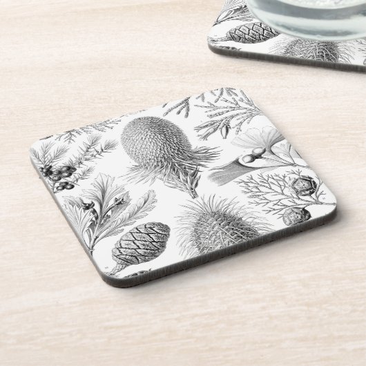 Vintag Haeckel Getränkeuntersetzer (Linke Seite)