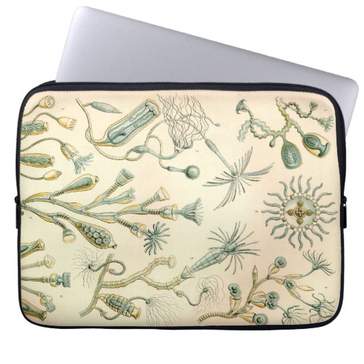 Vintag Haeckel Laptopschutzhülle (Vorderseite)