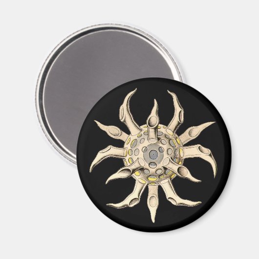 Vintag Haeckel Magnet (Vorderseite/Rückseite)