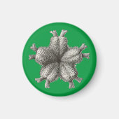 Vintag Haeckel Magnet (Vorne)