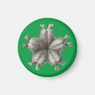 Vintag Haeckel Magnet