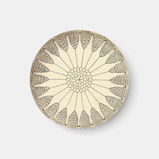 Vintag Haeckel Magnet (Vorne)