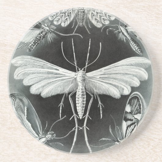 Vintag Haeckel Moth Untersetzer (Vorne)