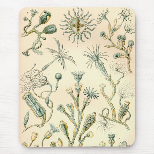 Vintag Haeckel Mousepad (Vorne)