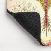 Vintag Haeckel Mousepad (Ecke)