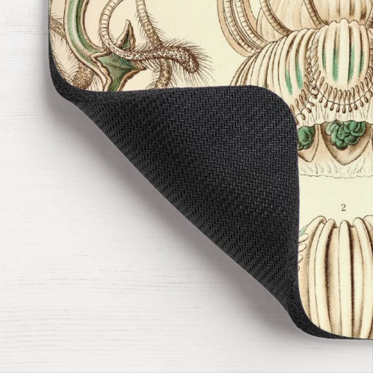 Vintag Haeckel Mousepad (Ecke)