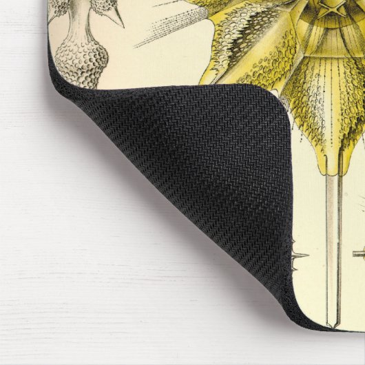 Vintag Haeckel Mousepad (Ecke)