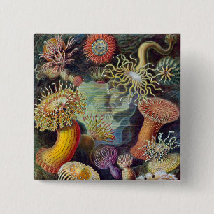 Vintag Haeckel Sea Anemone Button