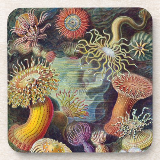 Vintag Haeckel Sea Anemone Getränkeuntersetzer (Vorderseite)