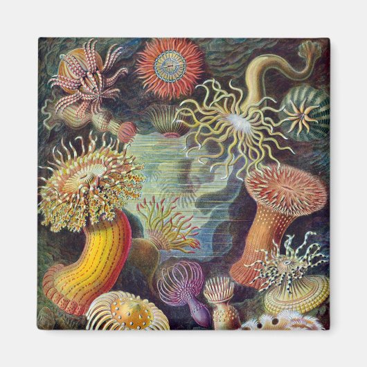 Vintag Haeckel Sea Anemone Magnet (Vorne)