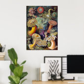 Vintag Haeckel Sea Anemone Poster (Heimbüro)