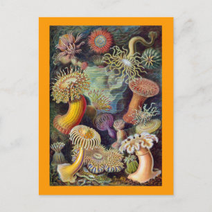 Vintag Haeckel Sea Anemone Postkarte
