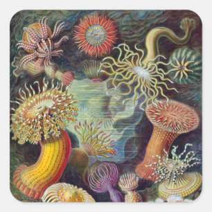 Vintag Haeckel Sea Anemone Quadratischer Aufkleber