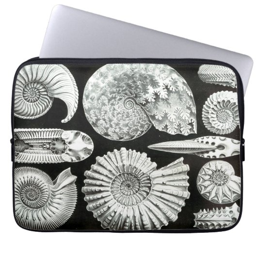 Vintag Haeckel Seashells Laptopschutzhülle (Vorderseite)