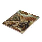 Vintag Haeckel Turtles Fliese (Seite)
