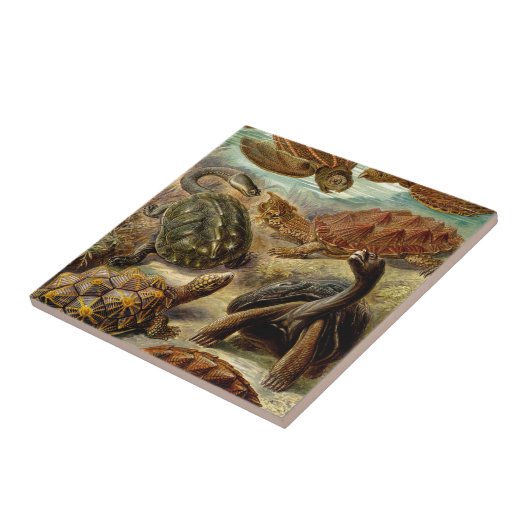 Vintag Haeckel Turtles Fliese (Seite)