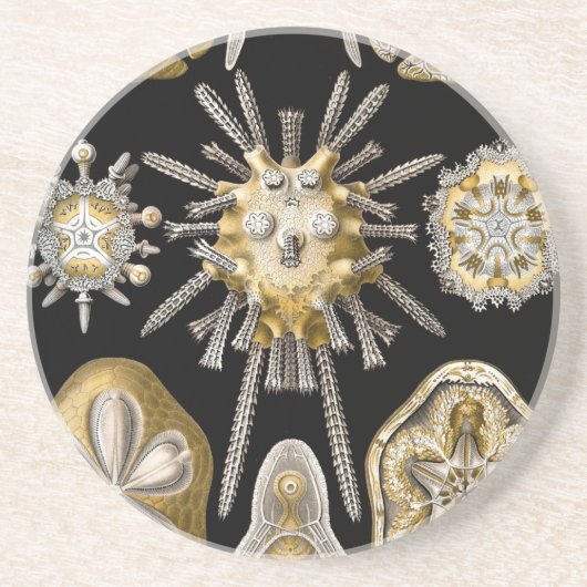 Vintag Haeckel Untersetzer (Vorne)