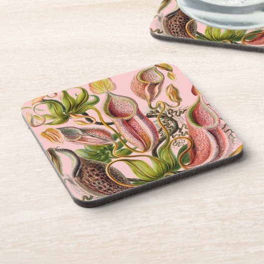 Vintag Haeckel Untersetzer (Linke Seite)